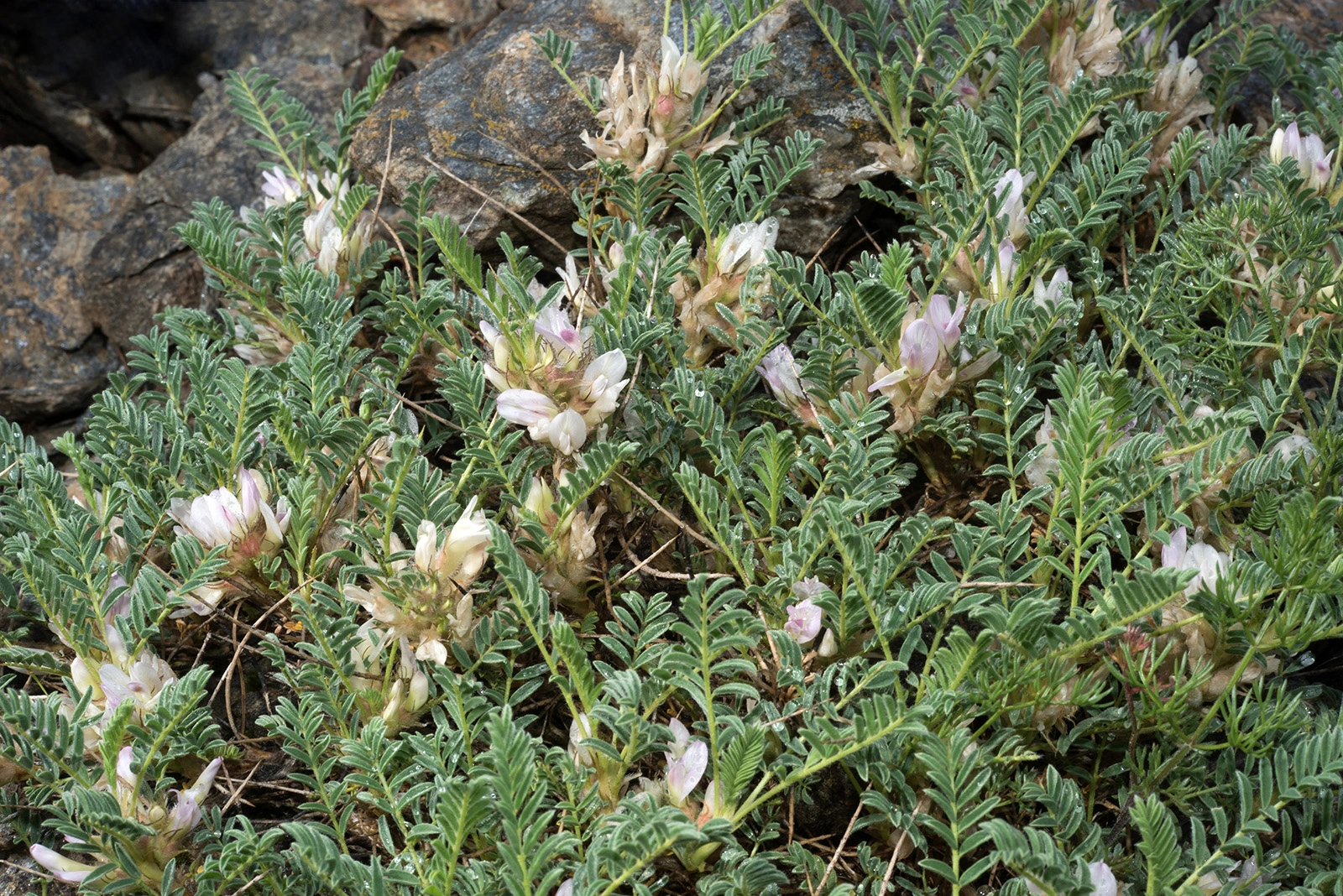 Photo Maurizio Broglio - Astragalus sempervirens